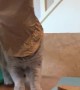 Kitty Steps off Table After Getting Head Stuck in Paper Bag