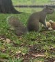 Wrestling Squirrel Body Slams Toy Opponent