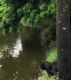 Dog Dives in to Save Person From Drowning