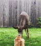 Friendly Deer Comes Close to Meet Kitty