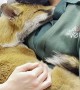 Fox Cuddles Are the Fix for a Long Day