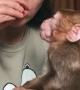 Having a Snack with a Rescued Baby Monkey