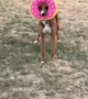 Doggy Zooms Around Yard With Favorite Donut Toy