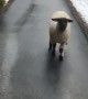 Sheep hilariously hops down the driveway