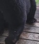 Bear With Injured Paw Waits Patiently for a Snack