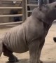 Baby Rhino Loves a Good Brushing