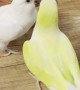 White Birdie Breaks up Bird Bout