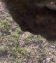 Bison Headbutt Knock Down
