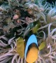 Mom Clownfish Looking After Baby in Anemone
