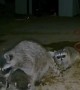 Mama Raccoon Shows Her Baby Where the Water Is
