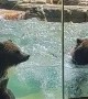 Dancing Bears Make Waves at the Zoo