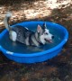 Puppy Has The Time Of His Life Playing In New Baby Pool