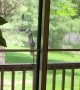 Bird Feeder Gives Squirrel A Workout