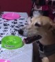 Dog Celebrating Birthday with Nine Brothers