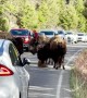 Tired Baby Bison Calf Stops Traffic in Yellowstone