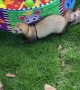 Ferrets Get Together at Local Park
