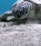 Remora Fish Hitches a Ride on Lovely Turtle