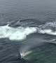 Humpback Whale Bubble Feeds Next to Dock