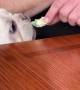 Very Vocal Doggy Demanding Some Dinner