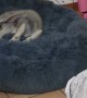 Wolfdog Pup Has a Rough Jump to Dog Bed