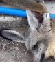 Sleepy Bat Eared Fox Gets Ear Massages from Nosy Lemurs