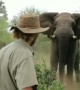 Brave safari guide incredibly stops a charging elephant