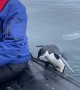 Penguin in Antarctica leaps into passing boat