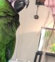 Macaw Parrot Plays Copycat