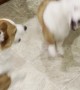 Corgisaurus Rex Comes out in Playtime