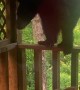 Bear Climbs up to Investigate Cabin Deck