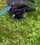 Pug Decides to End Walk