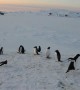 Penguin Chases Potential Rival Away