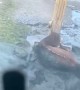 Horse trapped in deep mud rescued by excavator