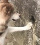 Husky Hunts for Treasure in Concrete Wall