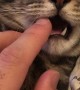 Sleepy Cat Receives Tooth Massage
