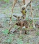 Newborn Impala Lamb Adorably Attempts First Steps