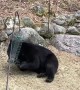 Black Bear Visits Minnesota Bird Feeders