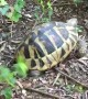 French Bulldog Fascinated by Brave Tortoise