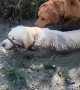 2-Year-Old Golden Retriever Loves Mud