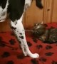 Great Dane Wants His Bed But Decides to Compromise with Cat