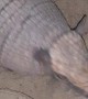 Pet Armadillo Stands on Command