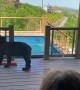 Black Bears Drop by for a Pool Party