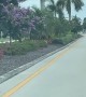 Florida Ducklings Helped Across Street