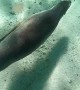 Swimming with Playful Sea Lions in Western Australia