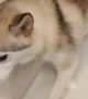 Doggy Walks up Wall to Avoid a Shower