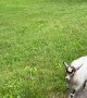 Pygmy Goat Tries to Stop Her Person Leaving Home