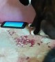 Kitty Fascinated by Fish Inside a Cell Phone