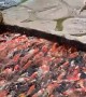 Koi Fish Feeding Frenzy