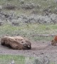 Playful Bison Calf Doesn't Want Its Mama to Rest