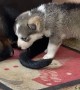 Annoyed Rottweiler Kicks Playful Husky Puppy